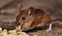 Find Exterminators in Hunterdon County